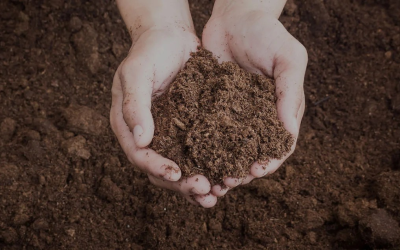 Vrijdag 7 februari 2025 Moestuin bemesting, grondonderzoek en bewateren